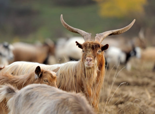 Authentic Himalayan Pashmina Guide 2025: Upper Mustang Changra Goat Cashmere - Lumusae
